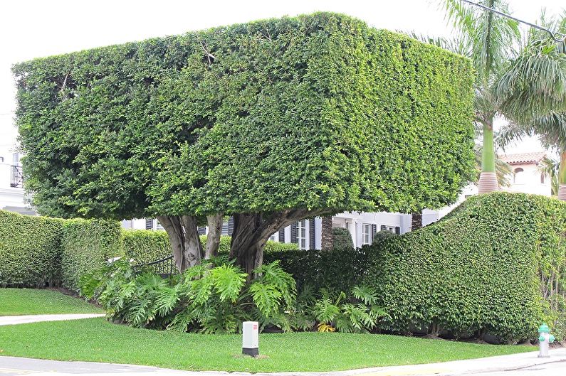 Boxwood - photo