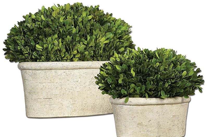 Boxwood - photo