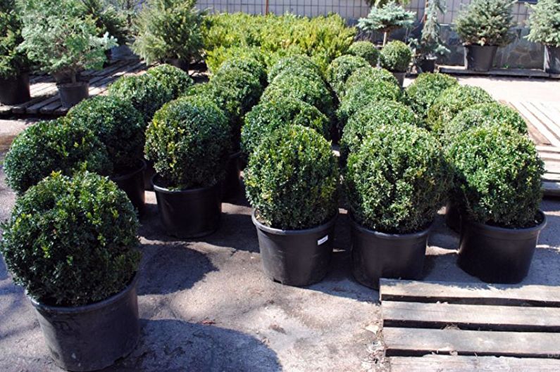 Boxwood - photo