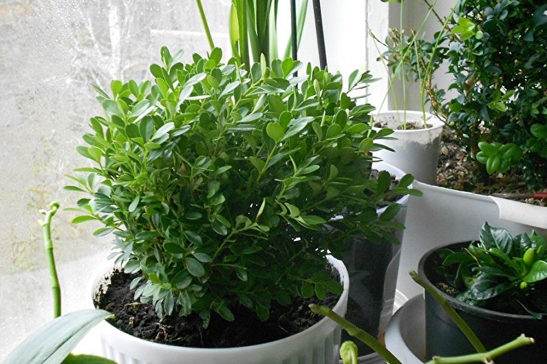 Boxwood - photo