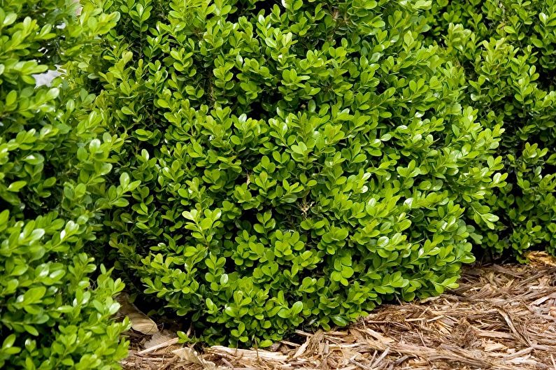 Boxwood - photo