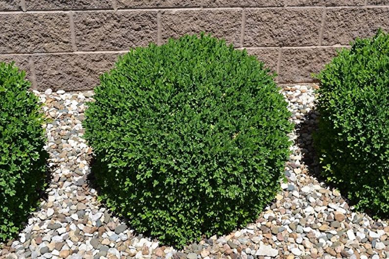 Boxwood - photo