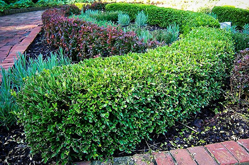 Boxwood - photo
