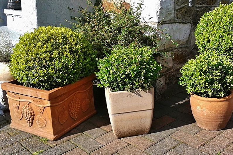 Boxwood - photo
