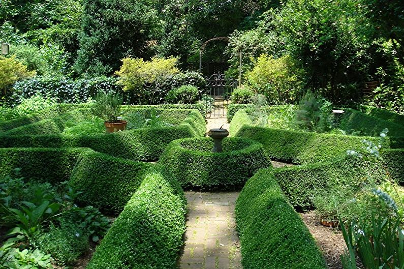 Boxwood - photo