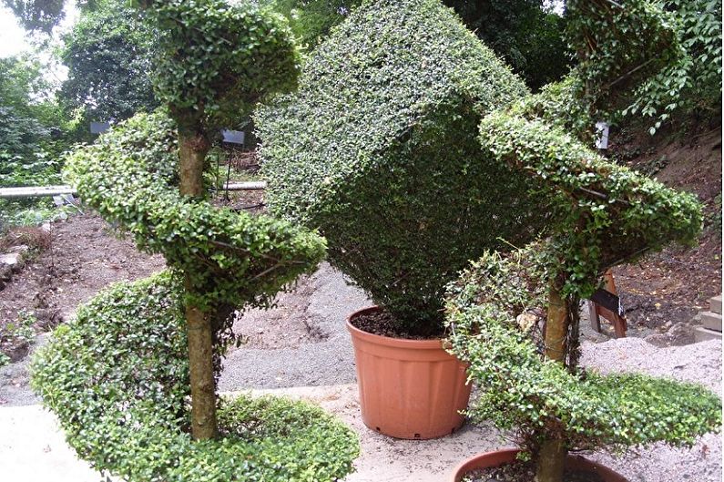 Boxwood - photo