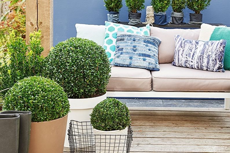 Boxwood - photo