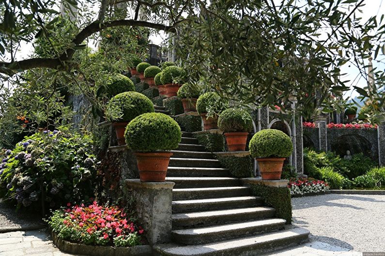 Boxwood - photo