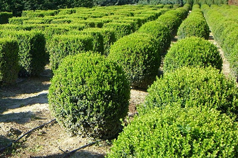 Boxwood - photo