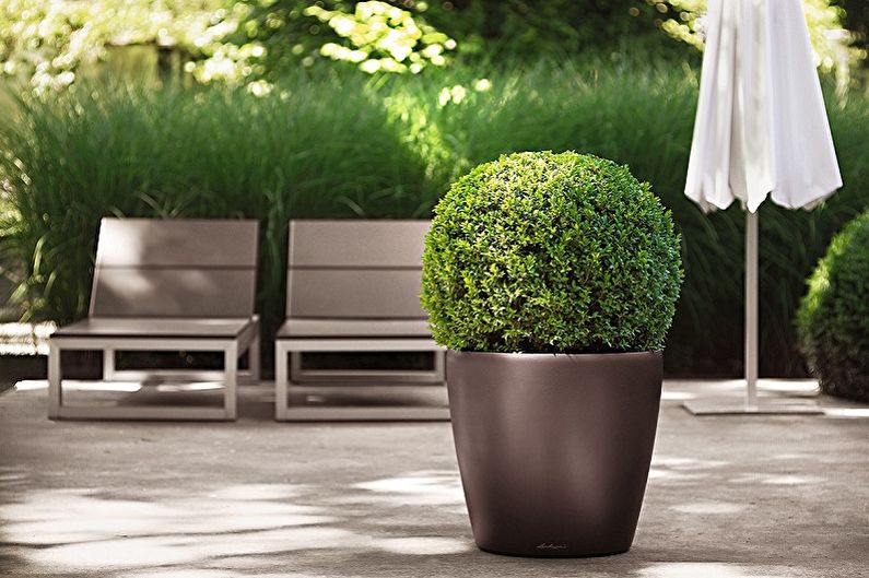 Boxwood - photo
