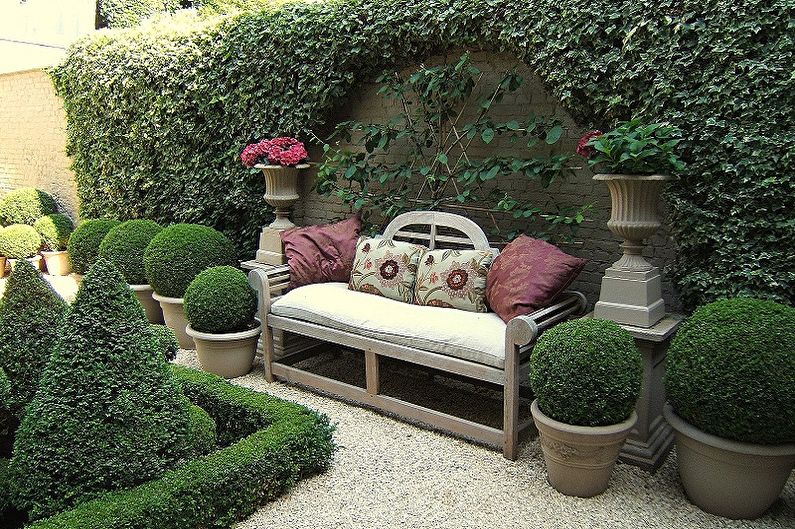 Boxwood - photo
