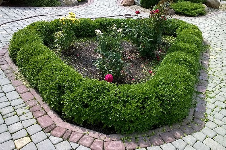 Boxwood - photo