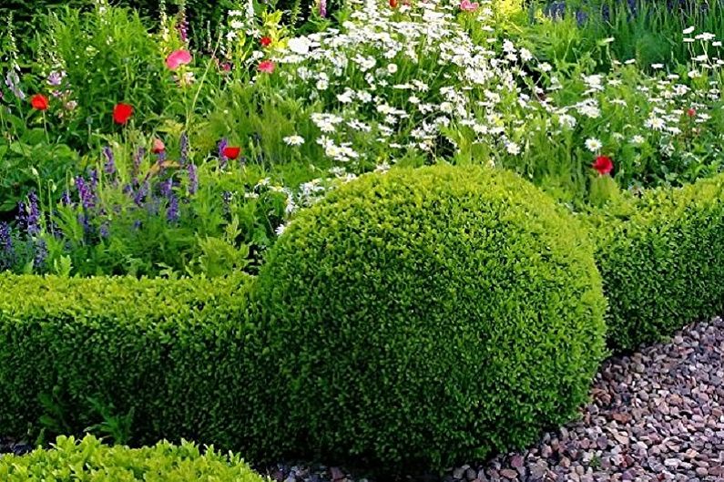 Boxwood - photo