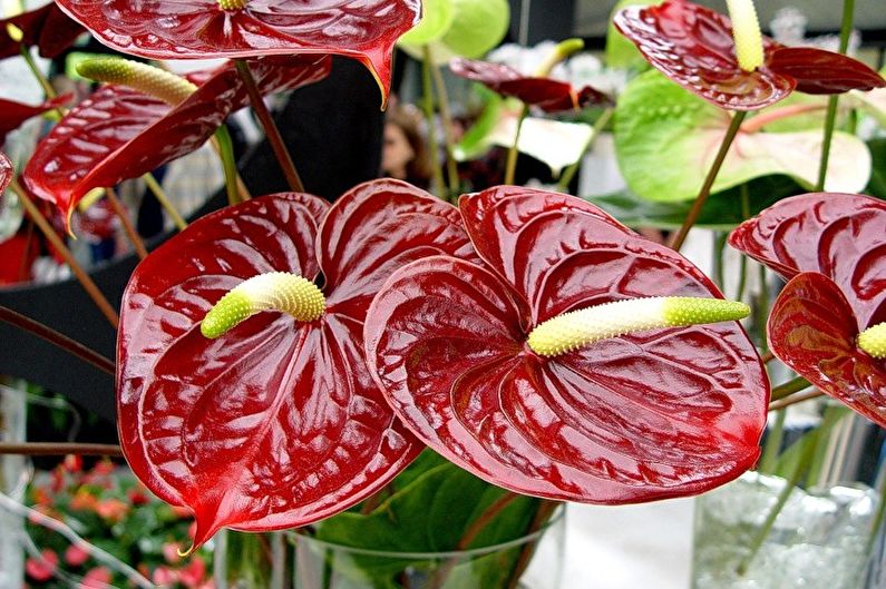 Anthurium Care - Lighting