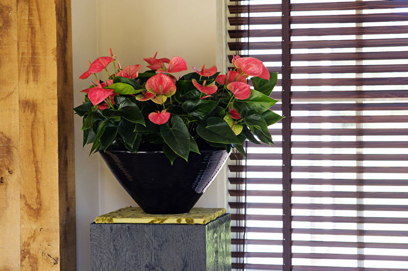 Anthurium Care - Humidity