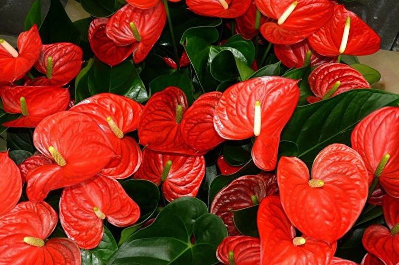 Anthurium Care - Watering