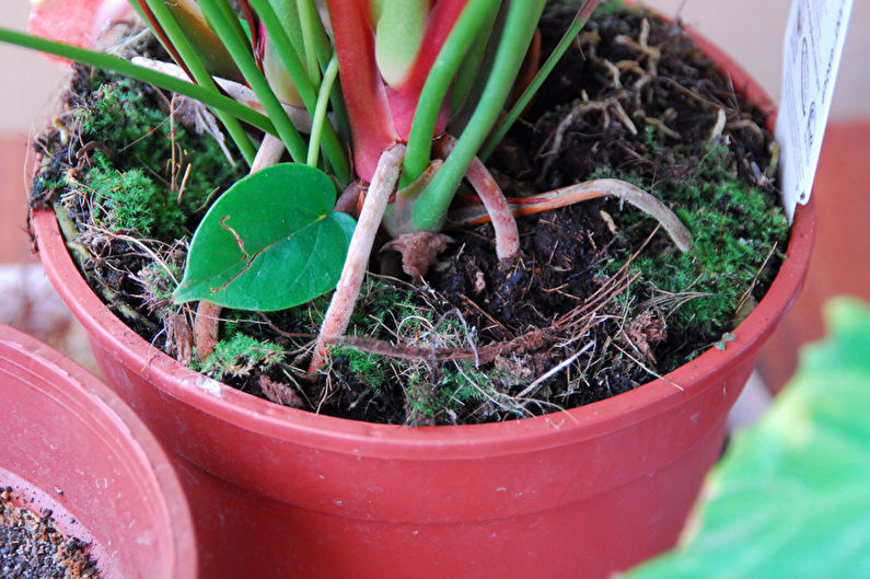 Anthurium Care - Fertilizers and Feeding