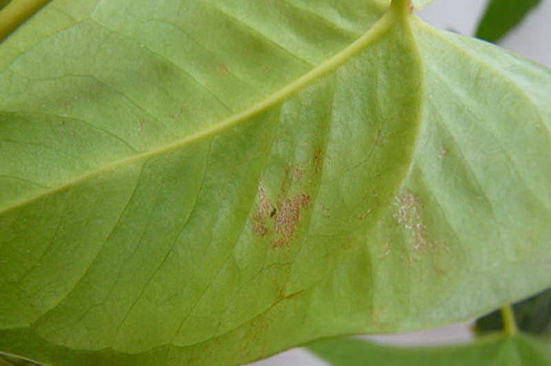 Anthurium - Pests and Diseases