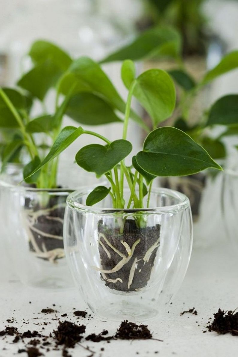 How to transplant anthurium