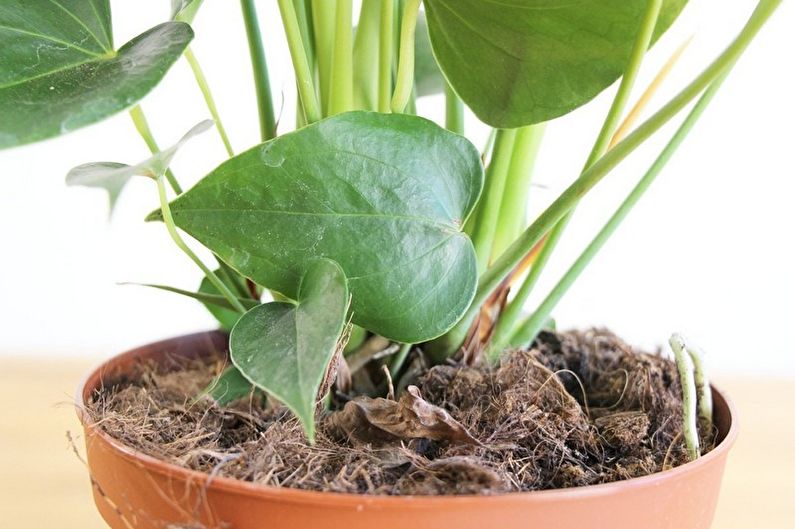 Vegetative propagation of anthurium