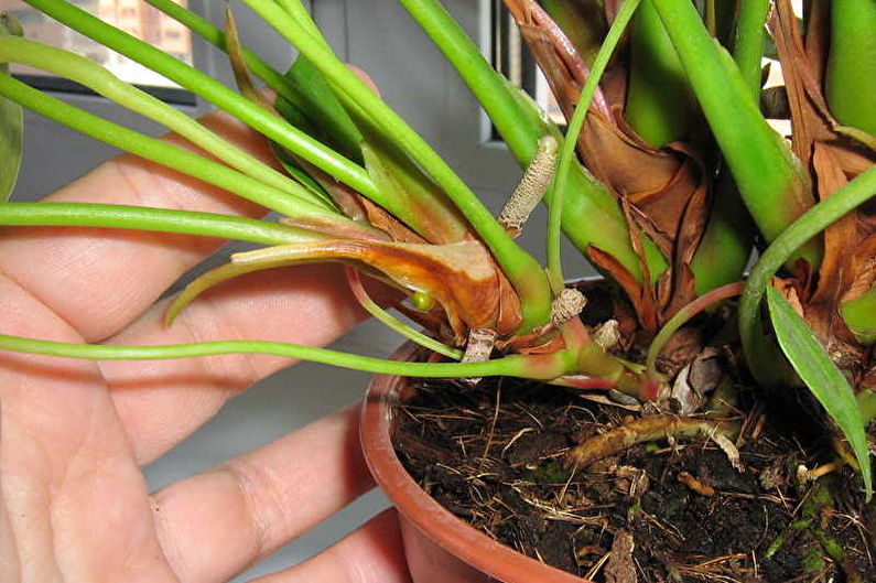 Vegetative propagation of anthurium