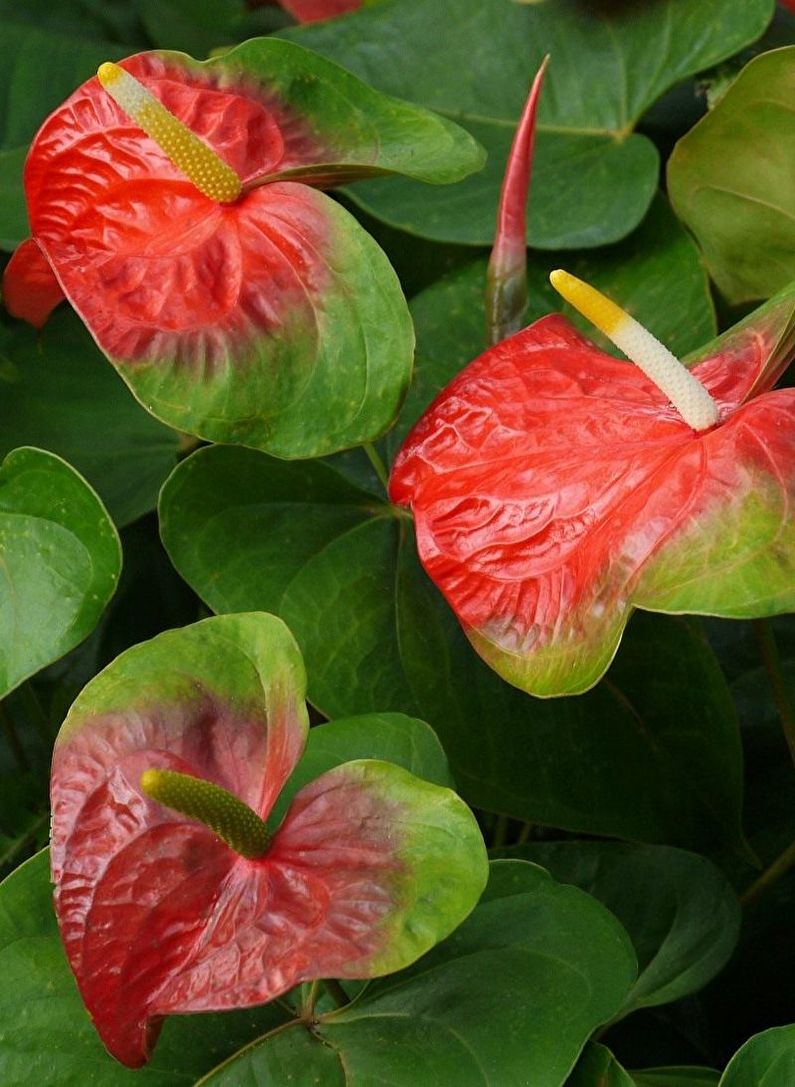 Reproduction of anthurium by division