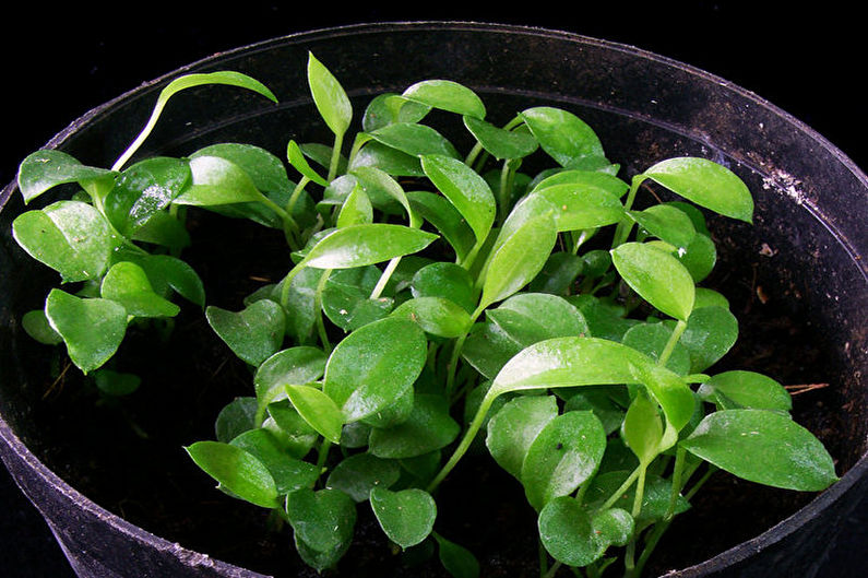 Reproduction of anthurium seeds