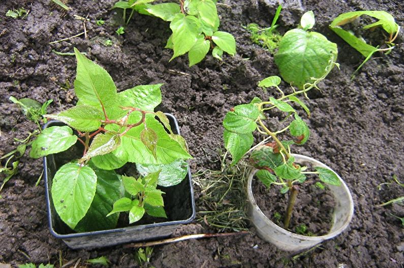 Actinidia - Transplant and Reproduction