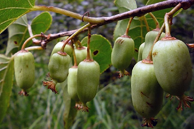 Actinidia - Pest and Disease Control