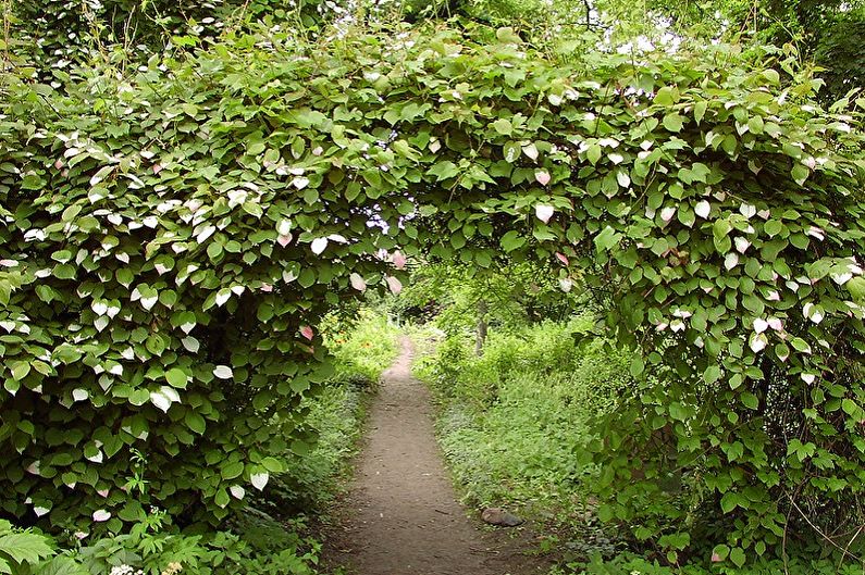 Actinidia - photo