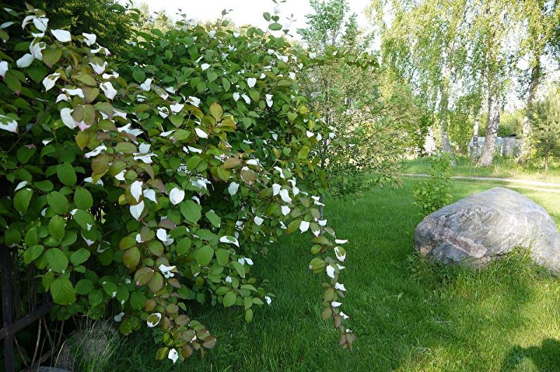 Actinidia - photo