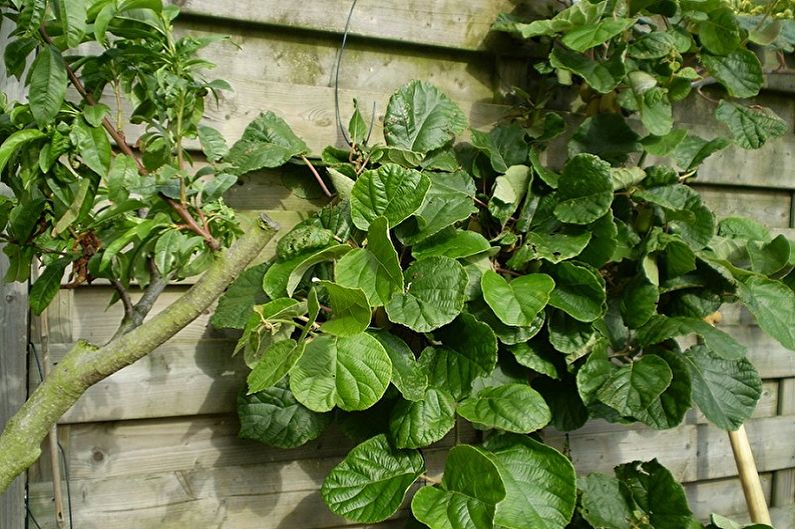 Actinidia - photo