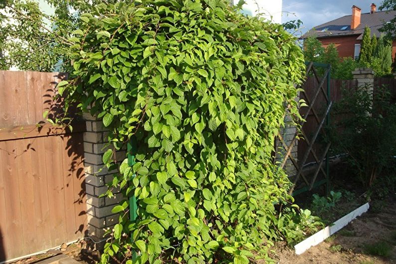 Actinidia - photo
