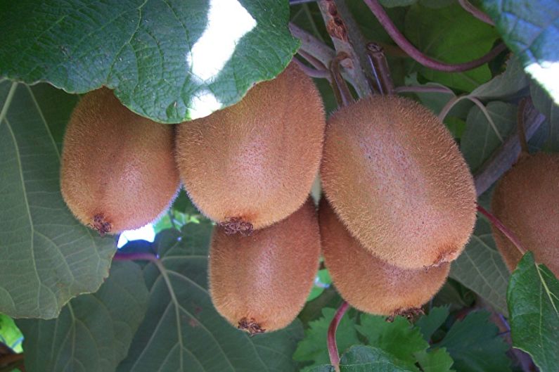 Actinidia - photo