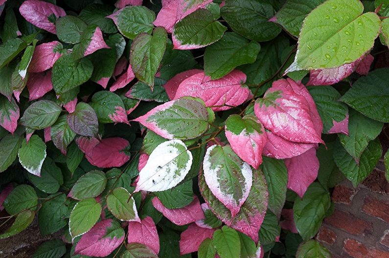 Actinidia - photo