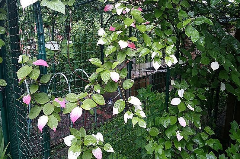 Actinidia - photo