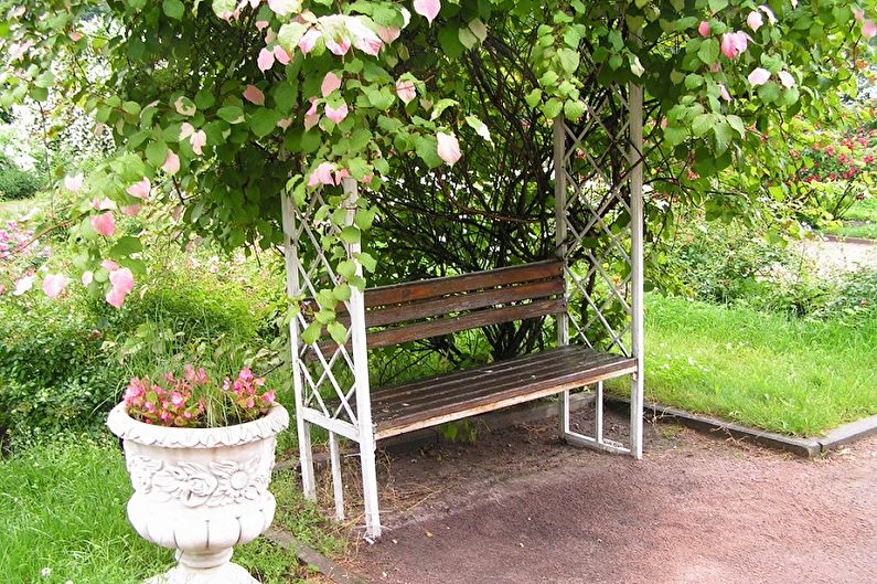 Actinidia - photo
