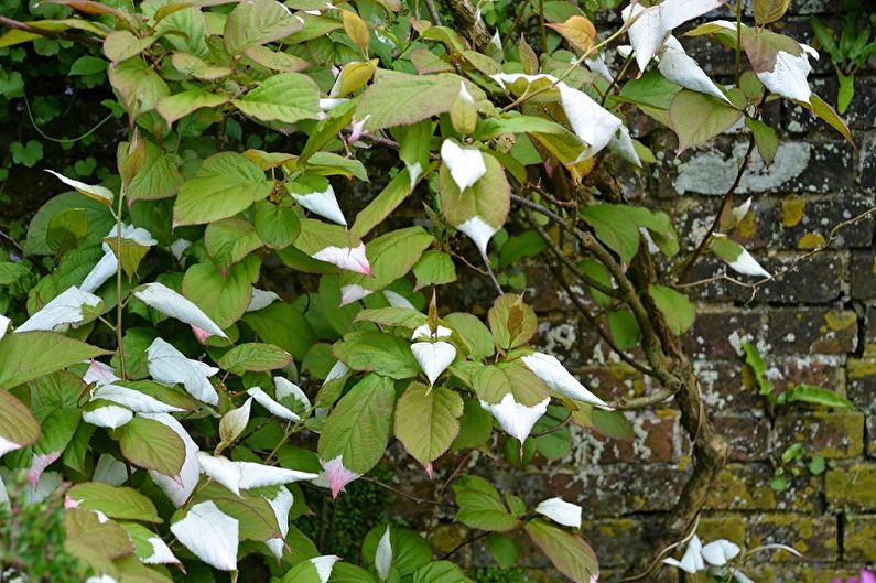 Actinidia - photo
