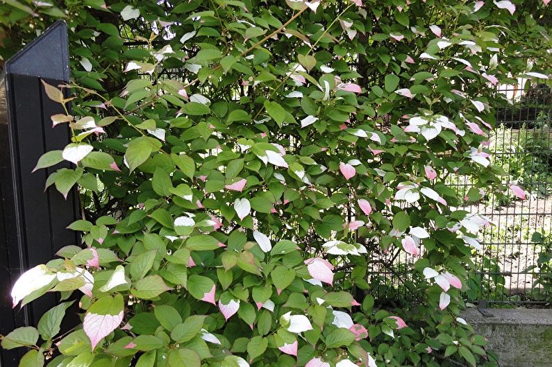 Actinidia - photo