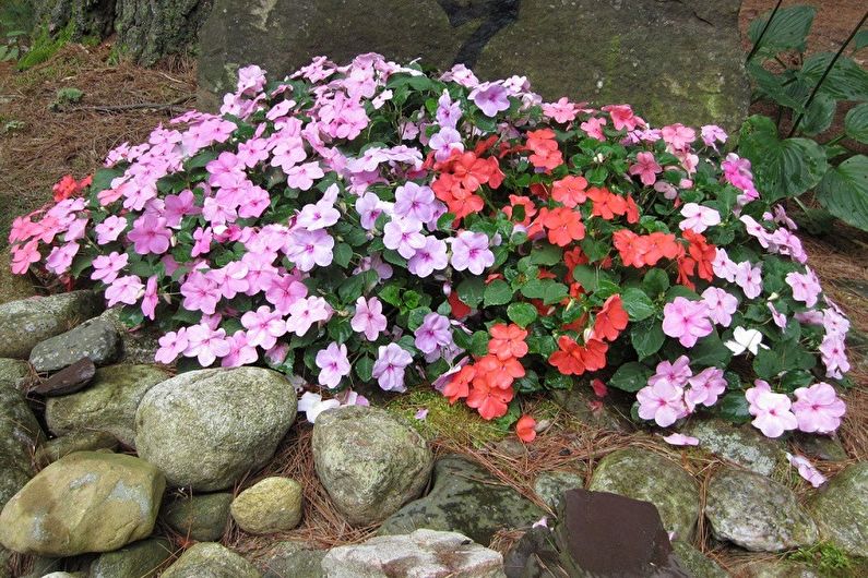 Balsam garden