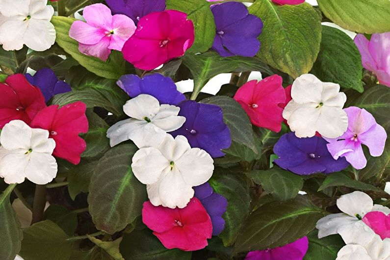 Small flowered balsam