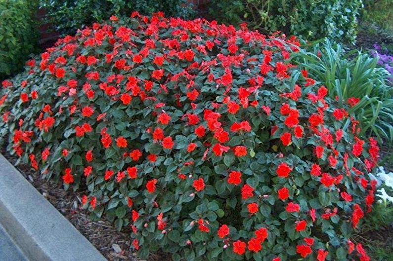 Iron-bearing balsam
