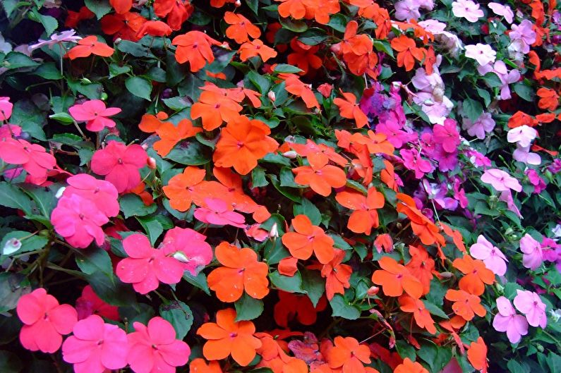 Balsam - Transplant and Reproduction