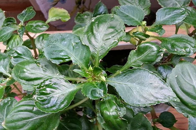 Balsamine - Pest and Disease Control