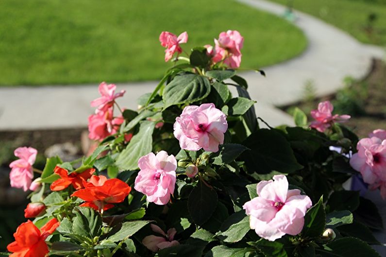 Balsamin - photo