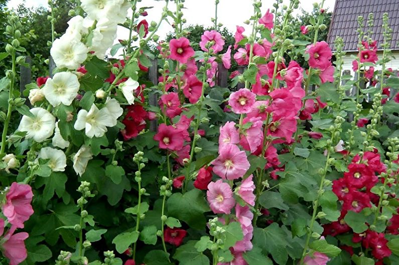 Mallow - vispārīgs apraksts