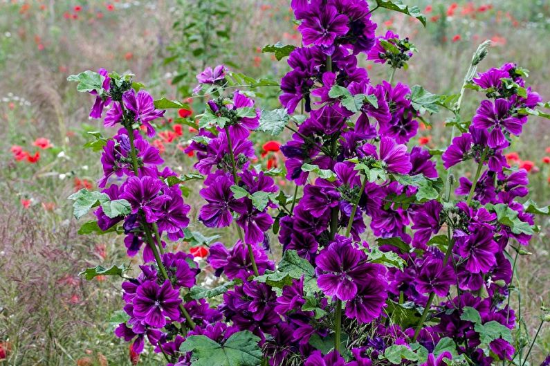 Gada malva