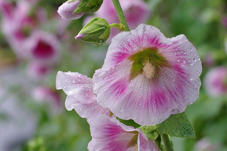 Mallow kopšana
