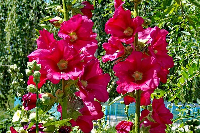 Mallow - foto