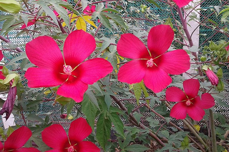 Hibiscus tree